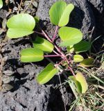 Ipomoea pes-caprae. Верхушка побега. Чили, обл. Valparaiso, провинция Isla de Pascua, восточная часть острова, церемониальный комплекс Tongariki, высокий берег океана. 12.03.2023.