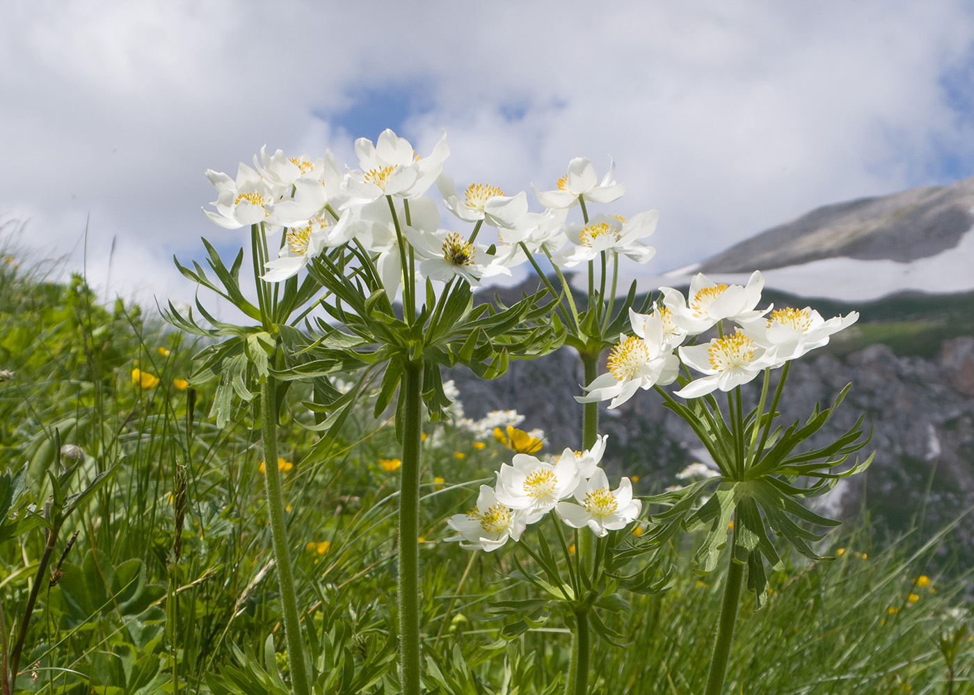 Изображение особи Anemonastrum fasciculatum.