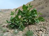 Astragalus terrae-rubrae