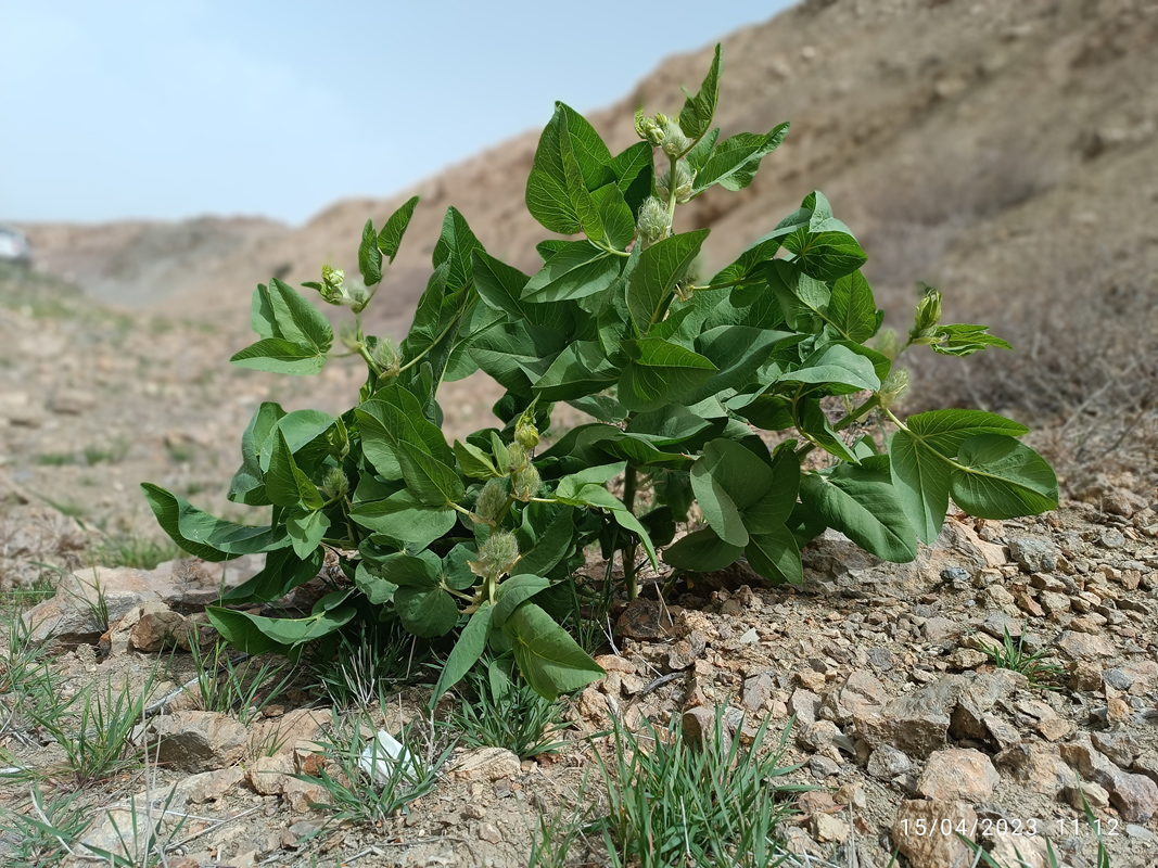 Изображение особи Astragalus terrae-rubrae.