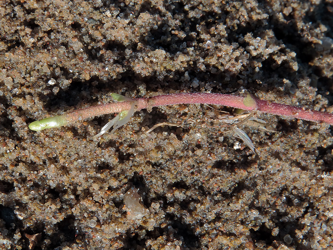 Image of Mentha arvensis specimen.