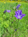 Campanula altaica. Соцветия. Окр. Томска, суходольный луг. 18.06.2010.