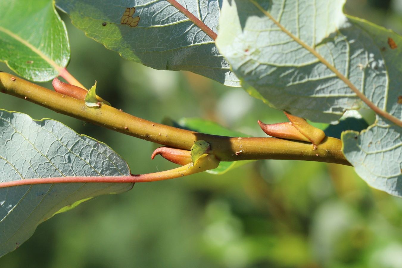 Image of Salix phylicifolia specimen.