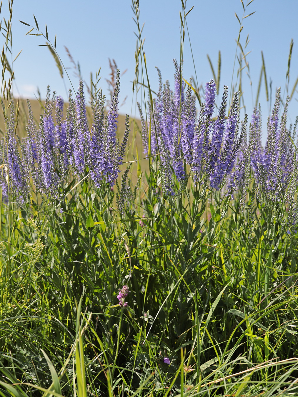 Image of Veronica spuria specimen.