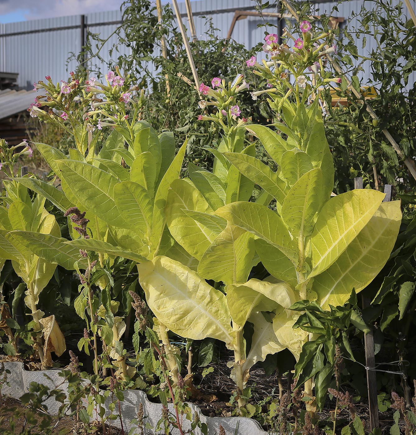 Изображение особи Nicotiana tabacum.