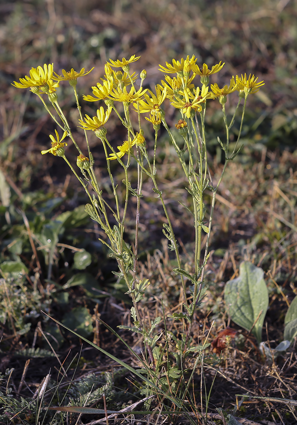 Image of Senecio jacobaea specimen.