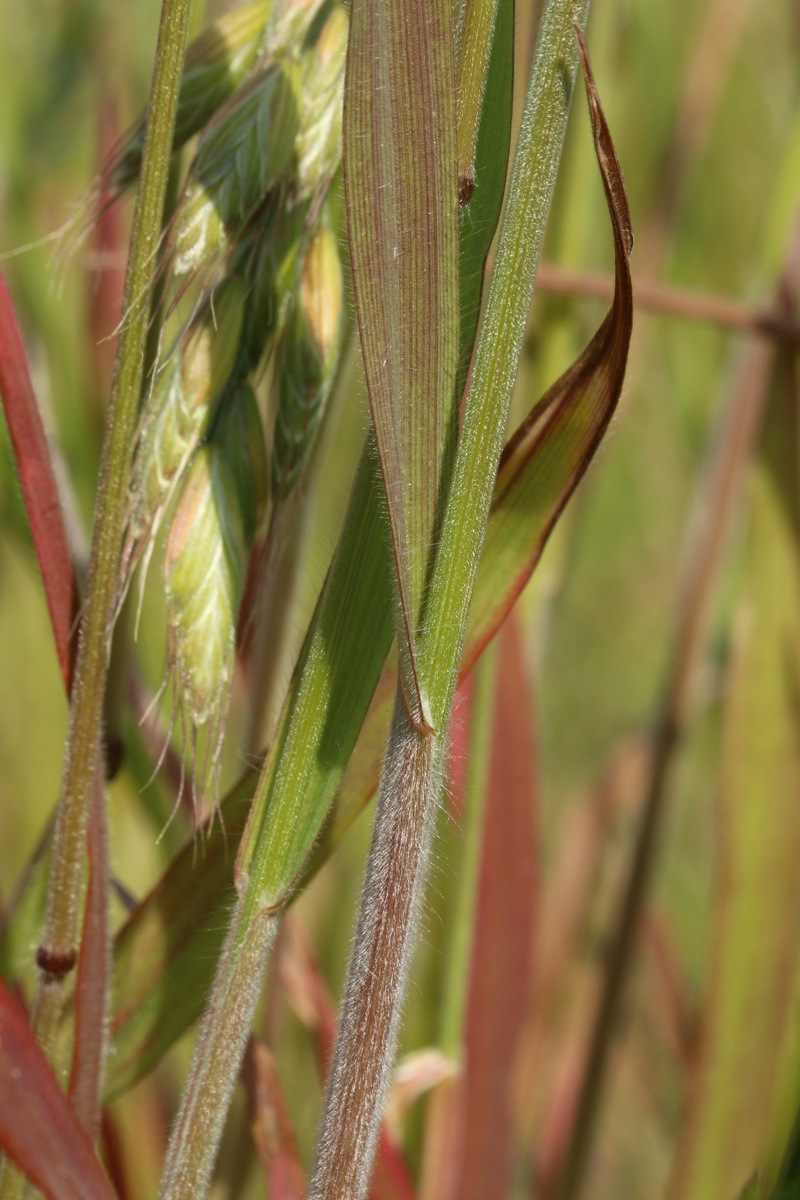 Image of Bromus hordeaceus specimen.