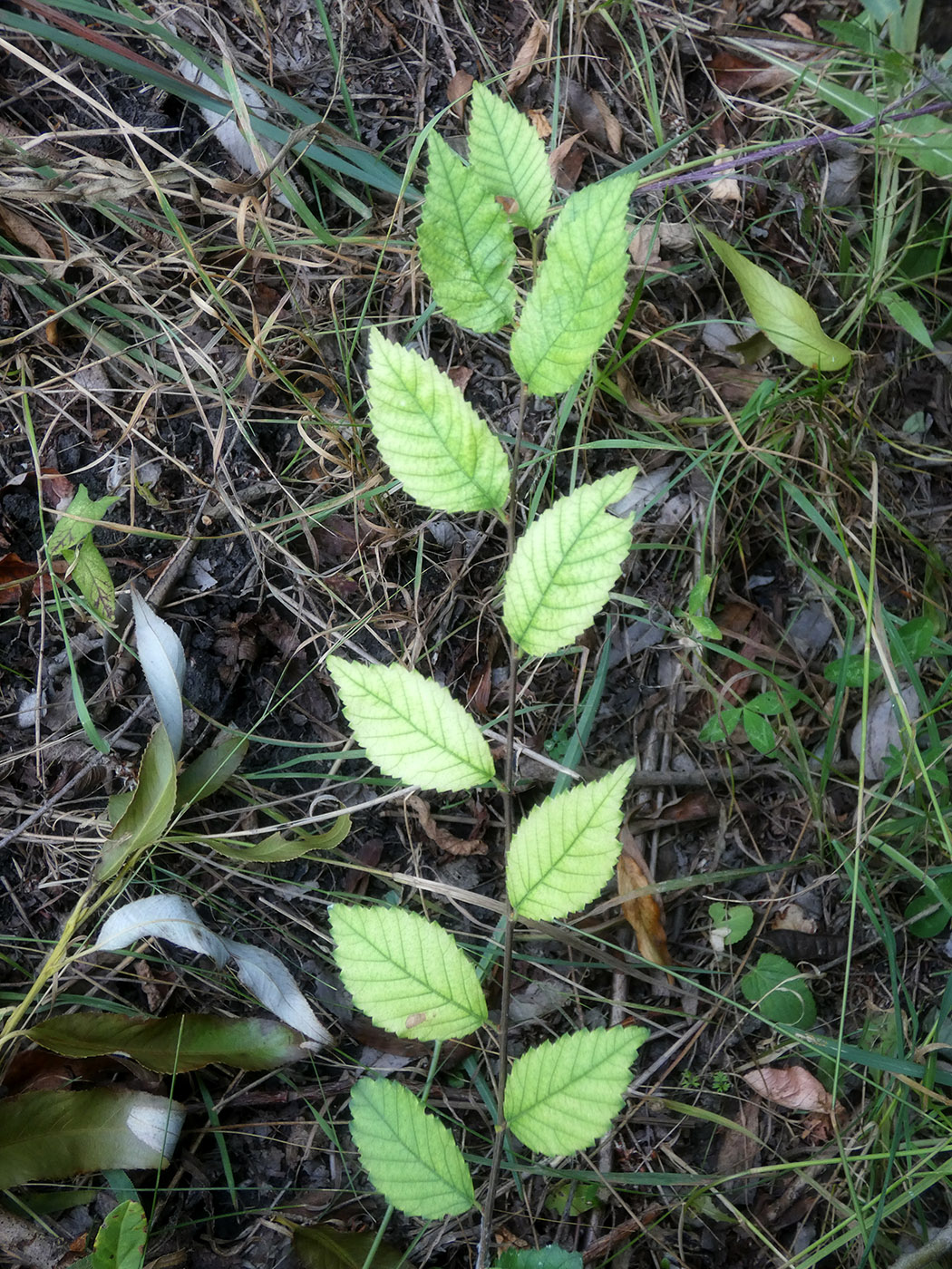 Изображение особи Ulmus pumila.