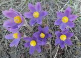 Pulsatilla patens