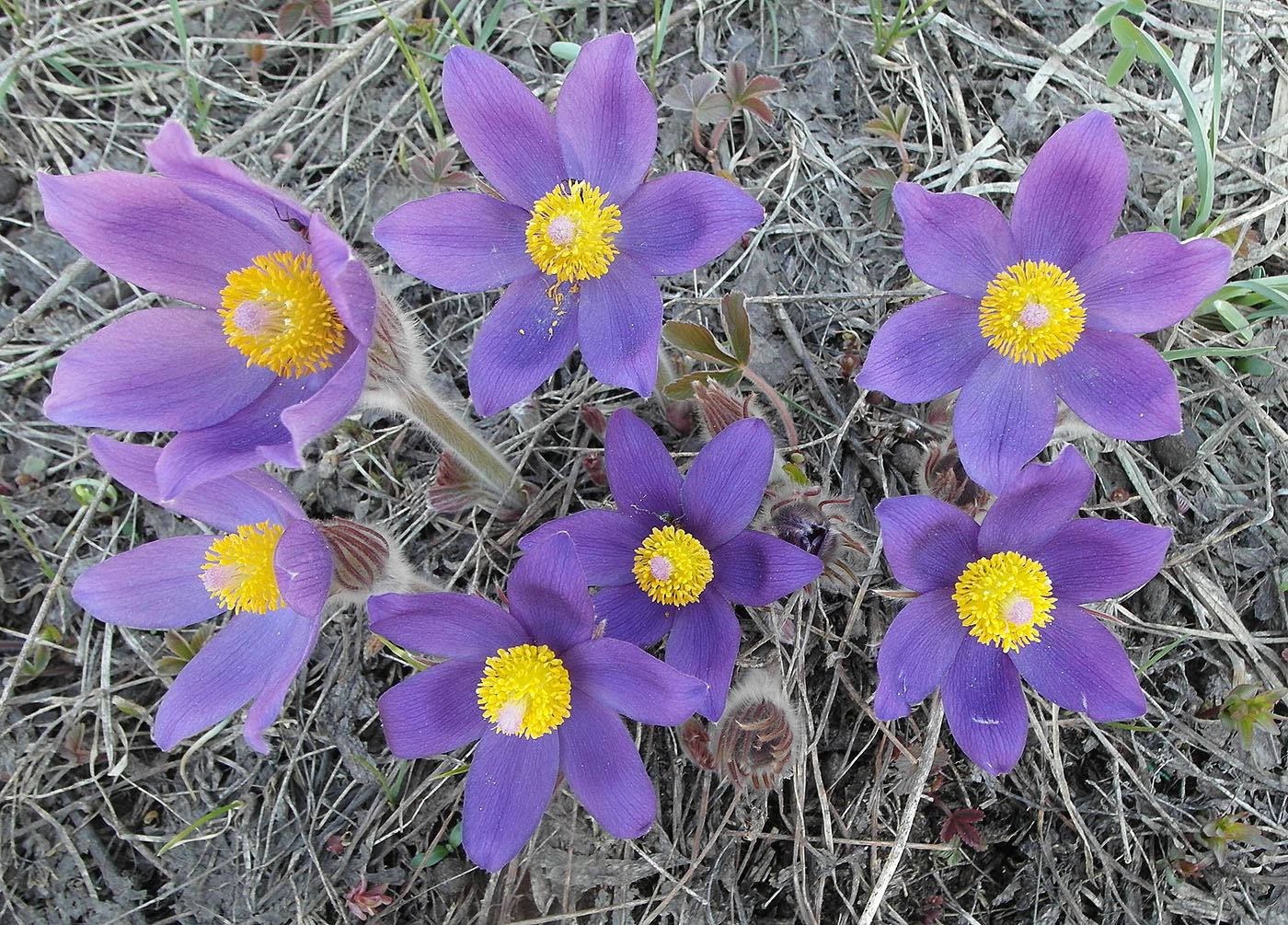 Image of Pulsatilla patens specimen.