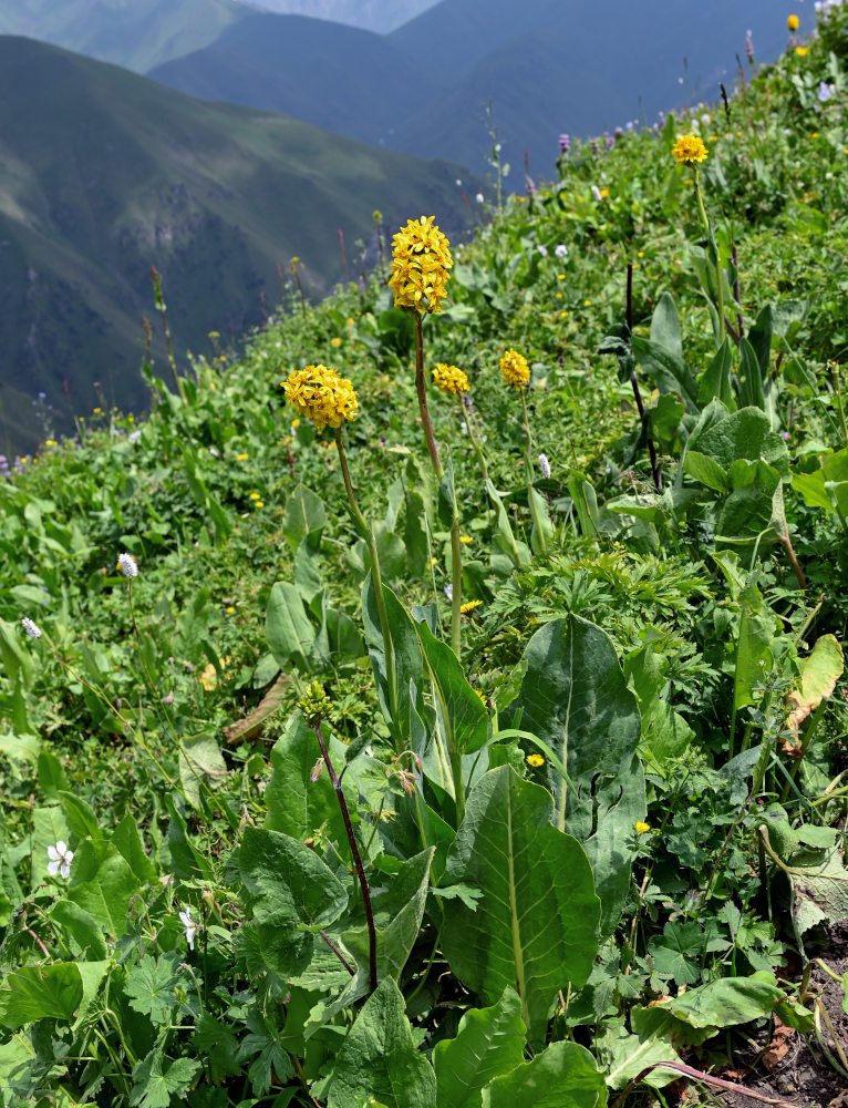 Image of Ligularia alpigena specimen.