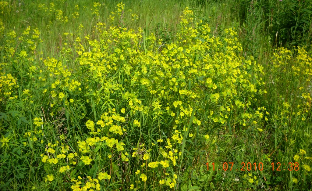 Image of Euphorbia virgata specimen.