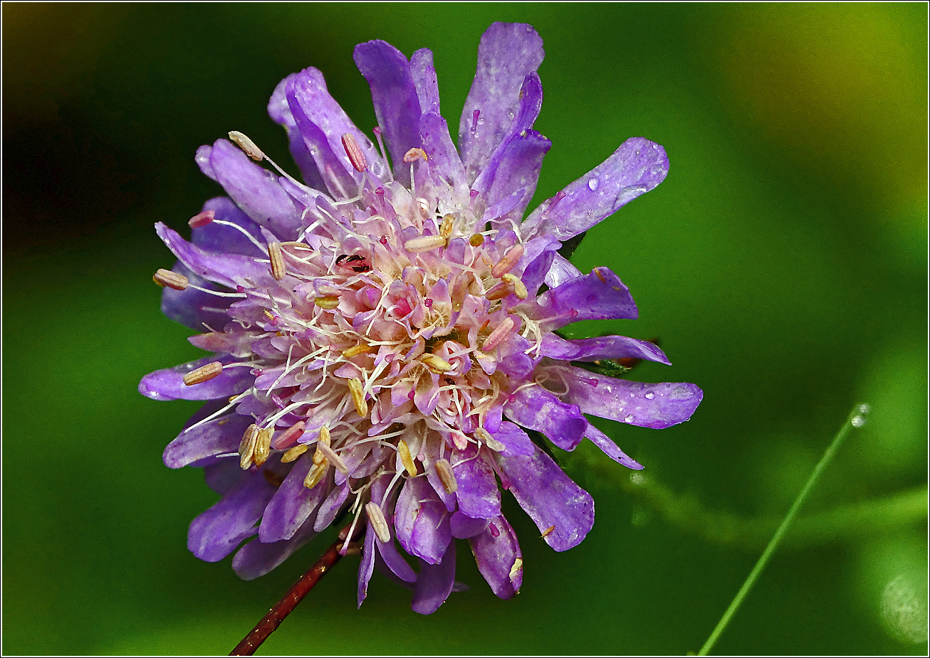 Image of Knautia arvensis specimen.