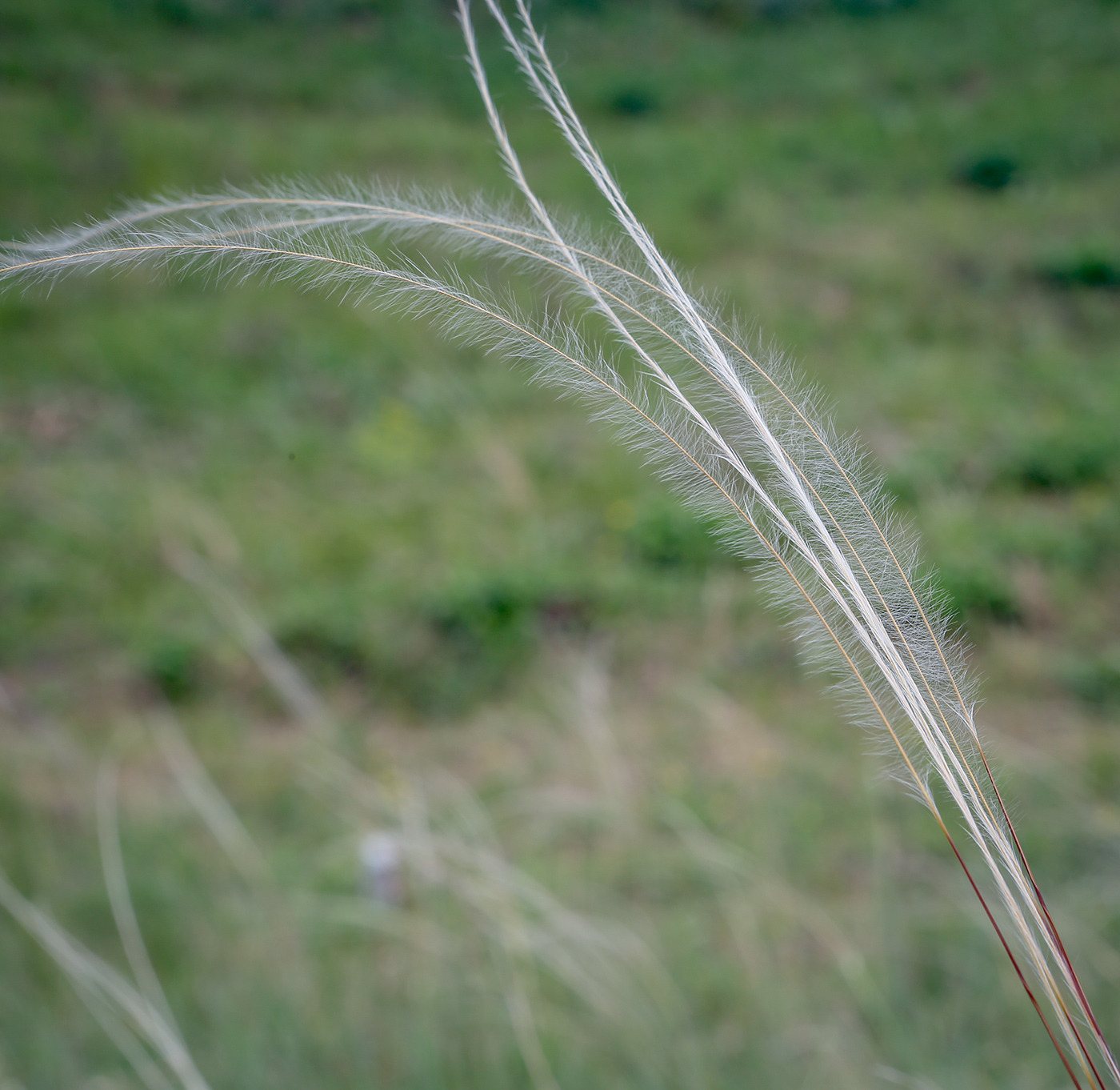 Image of Stipa pennata specimen.