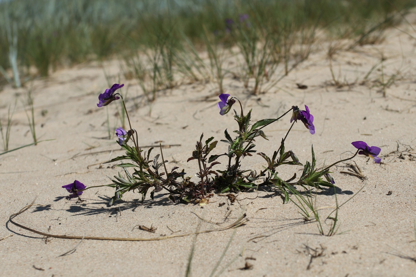 Изображение особи Viola maritima.