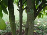 Ixora coccinea