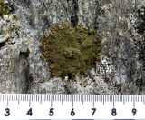Image of specimen
