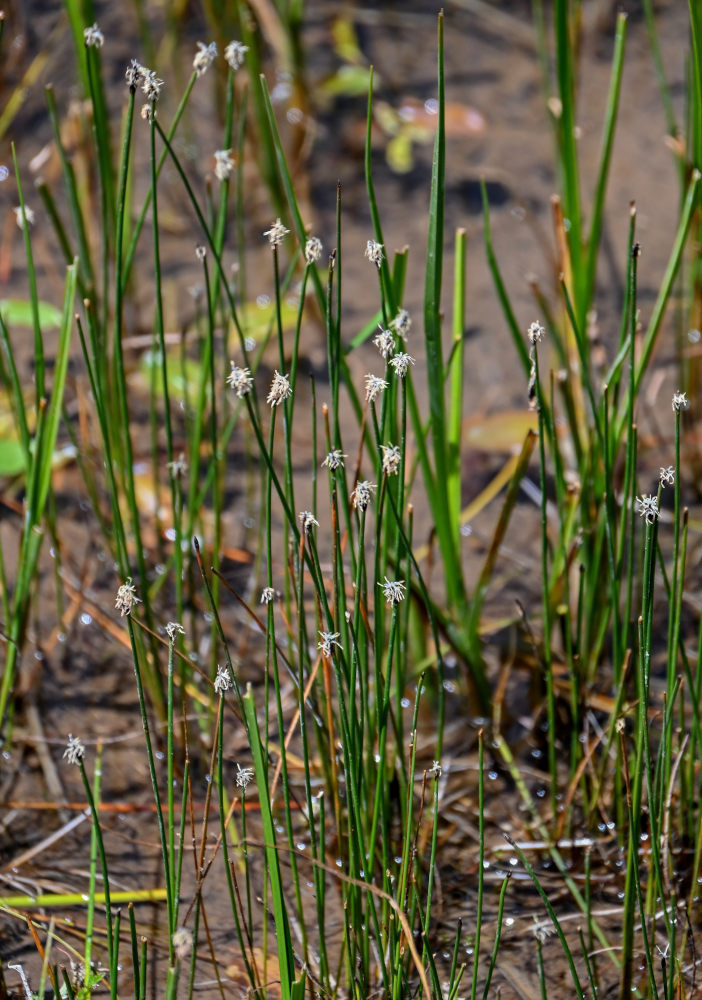 Image of genus Eleocharis specimen.