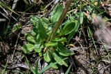 Primula pamirica