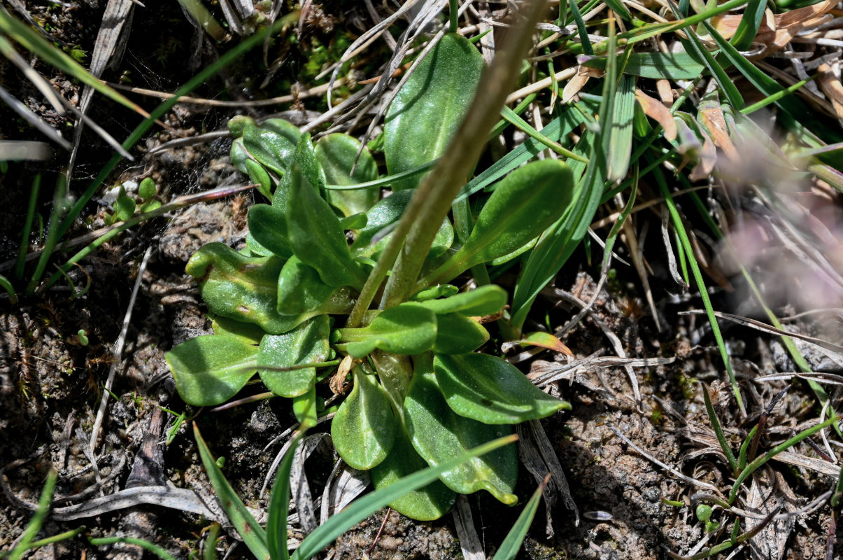 Image of Primula pamirica specimen.
