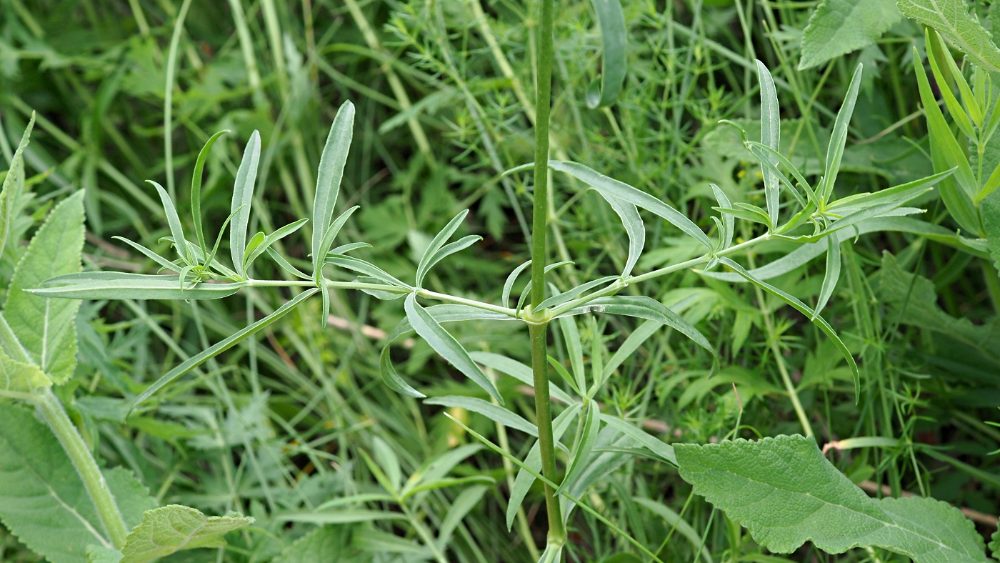 Изображение особи Silene sibirica.