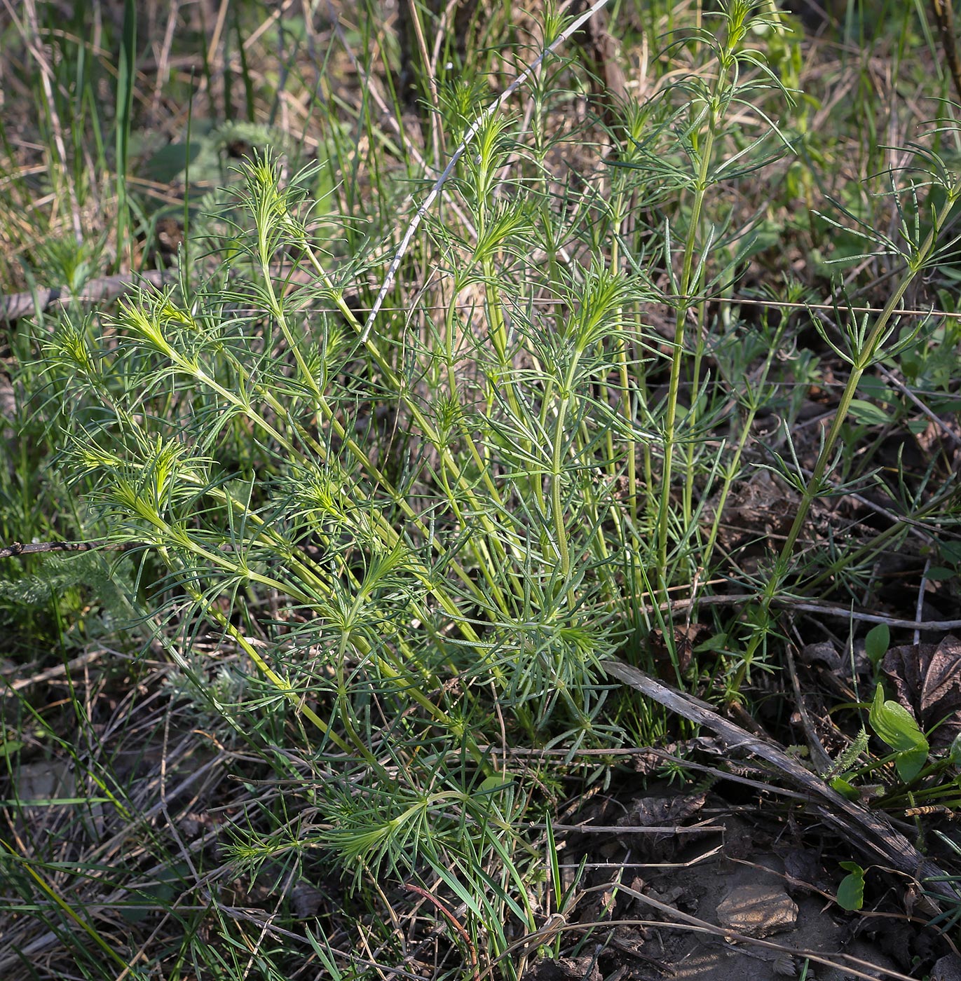 Изображение особи Galium verum.