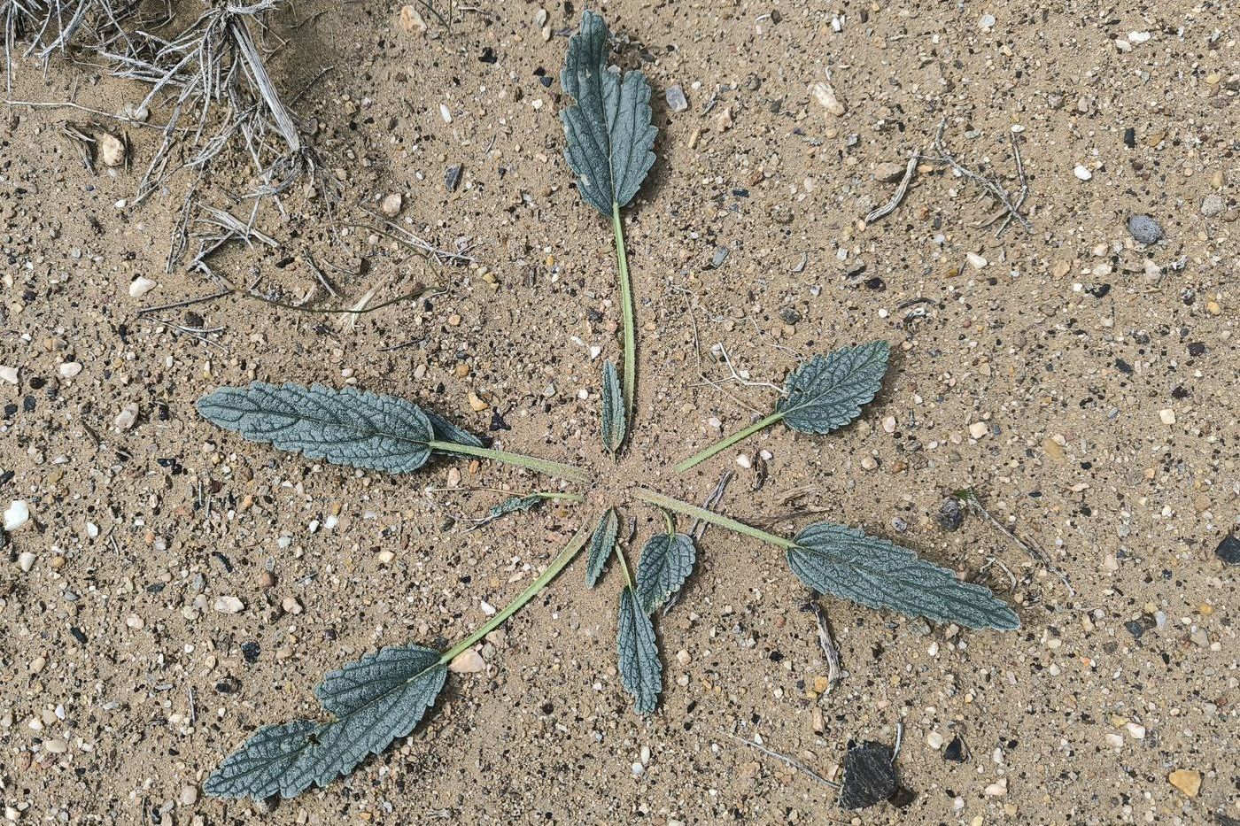 Image of Paraeremostachys aralensis specimen.