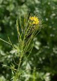 род Sisymbrium