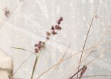 Cenchrus echinatus. Верхушка генеративного побега с соплодием. Египет, мухафаза Александрия, г. Александрия, сорное на территории археологического памятника — Римского амфитеатра. 06.01.2024.