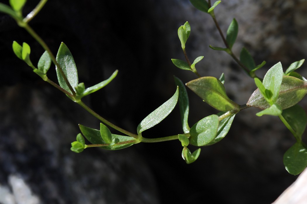 Image of Stellaria crassifolia specimen.