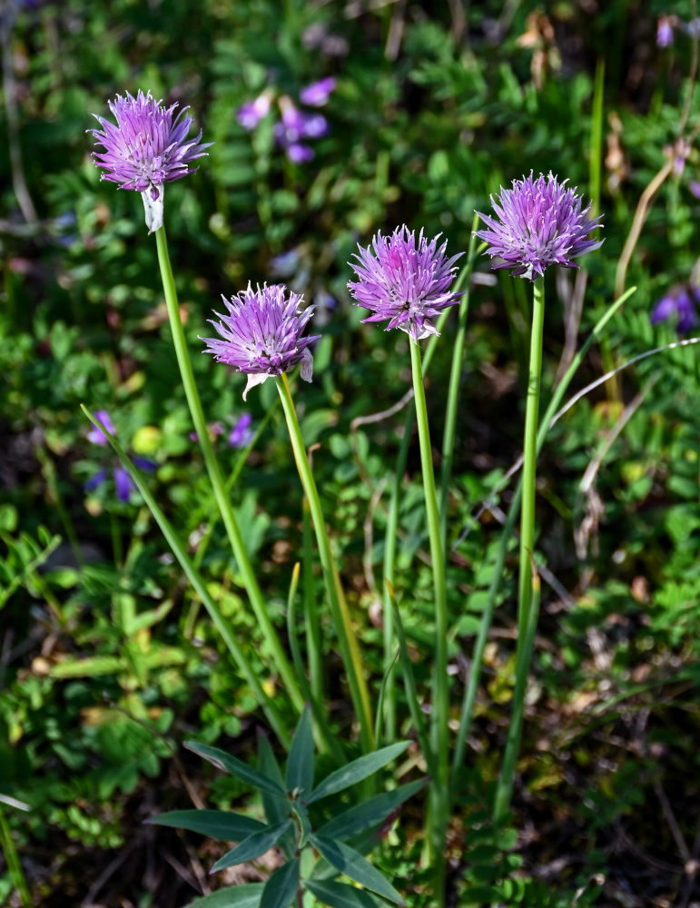 Image of Allium schoenoprasum specimen.