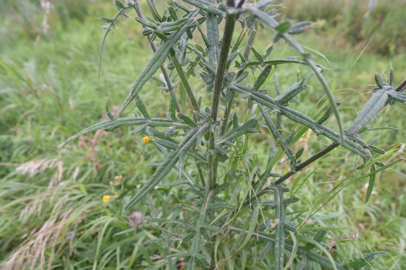Image of Cirsium polonicum specimen.