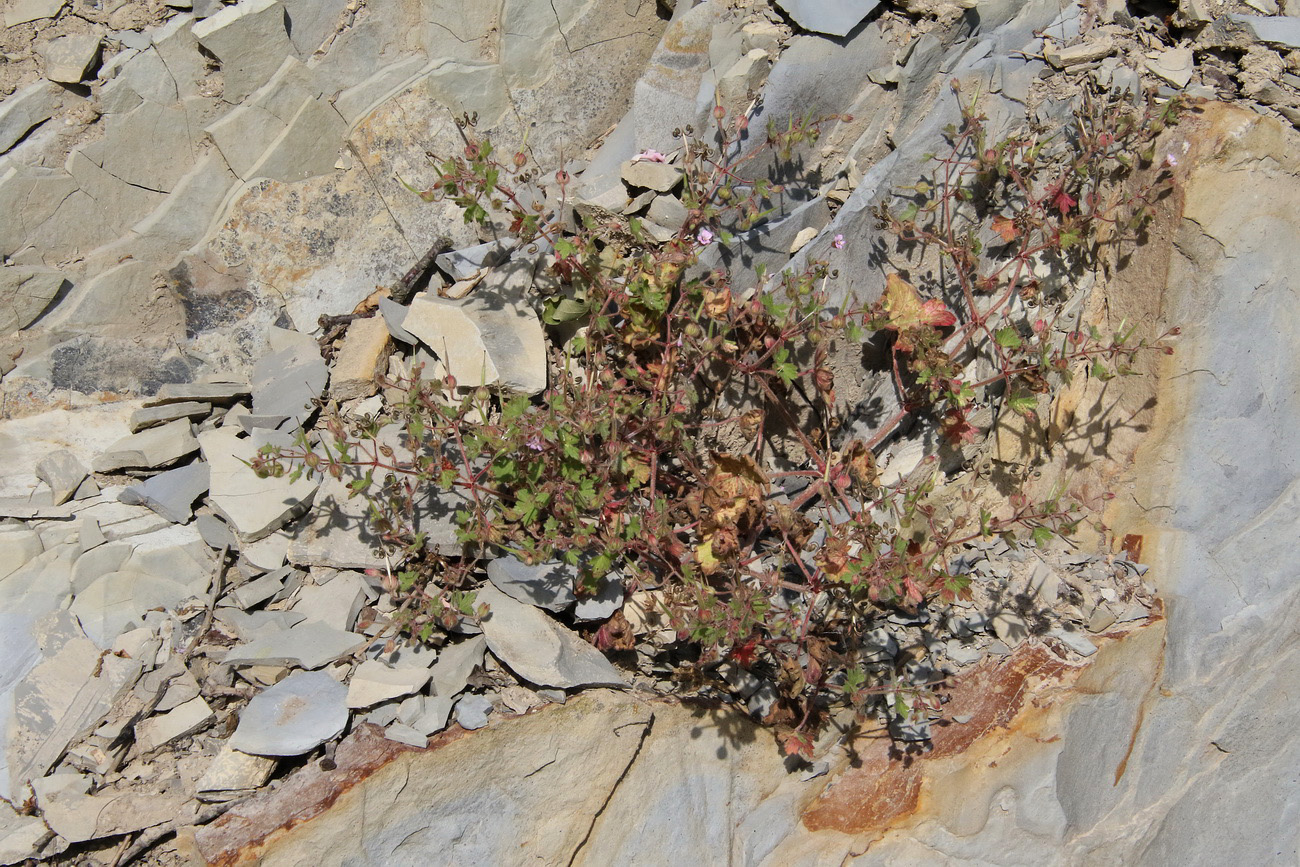Image of Geranium rotundifolium specimen.