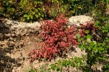 Euonymus verrucosus. Растение в осенней окраске. Самарская обл., Жигулёвский заповедник, гора Стрельная, опушка смешанного леса, каменистый склон. 6 сентября 2023 г.