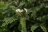 Sorbus koehneana