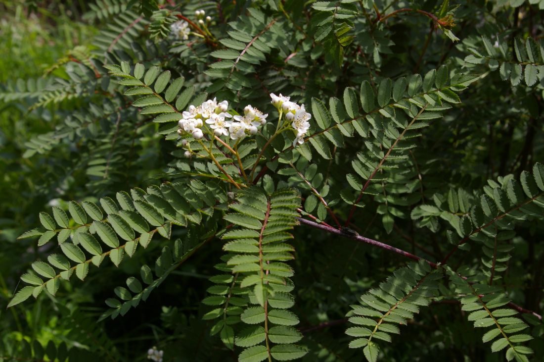 Изображение особи Sorbus koehneana.