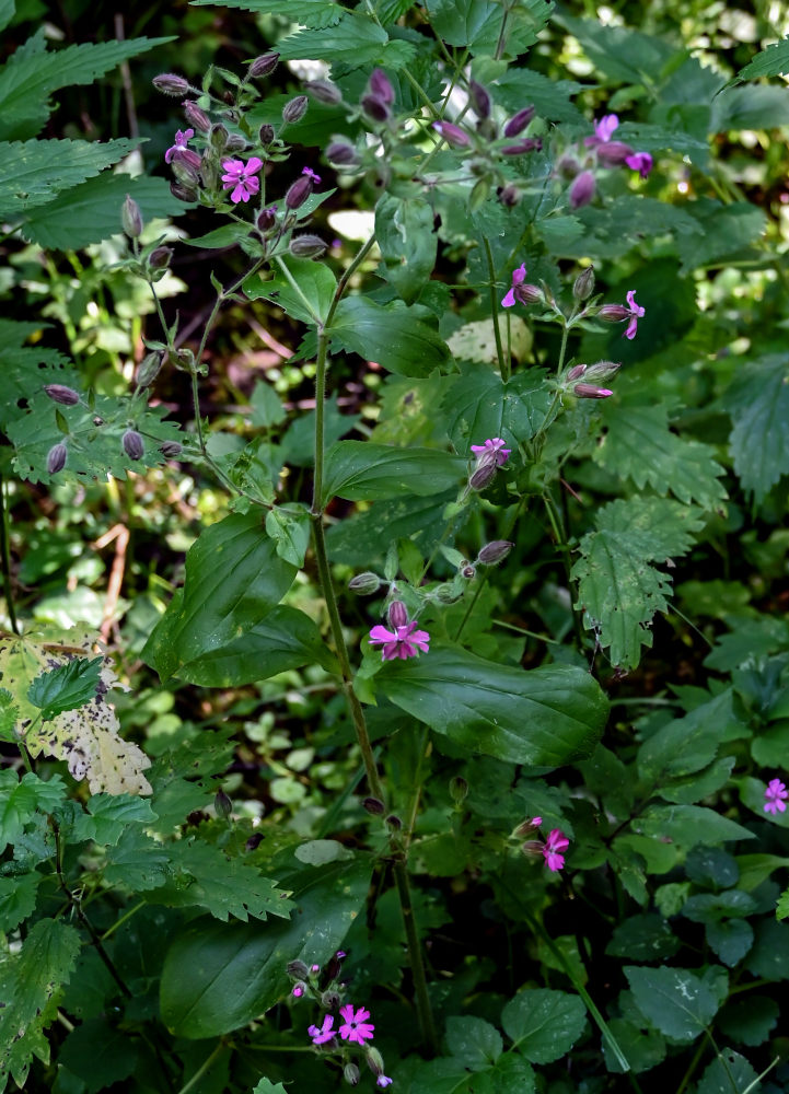 Изображение особи Melandrium dioicum.