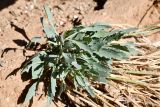 Sisymbrium subspinescens
