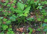 Rubus saxatilis