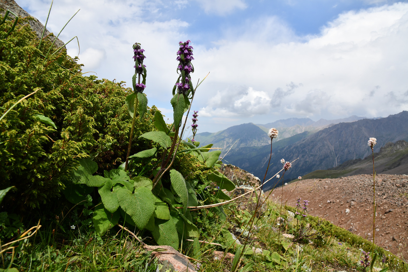 Image of Phlomoides oreophila specimen.