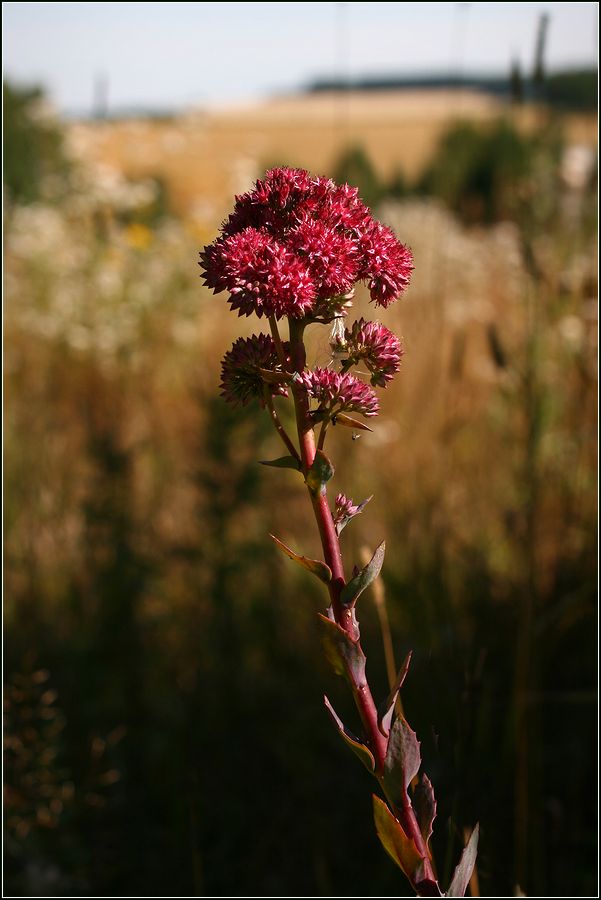 Изображение особи Hylotelephium triphyllum.