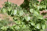 Zygophyllum ferganense