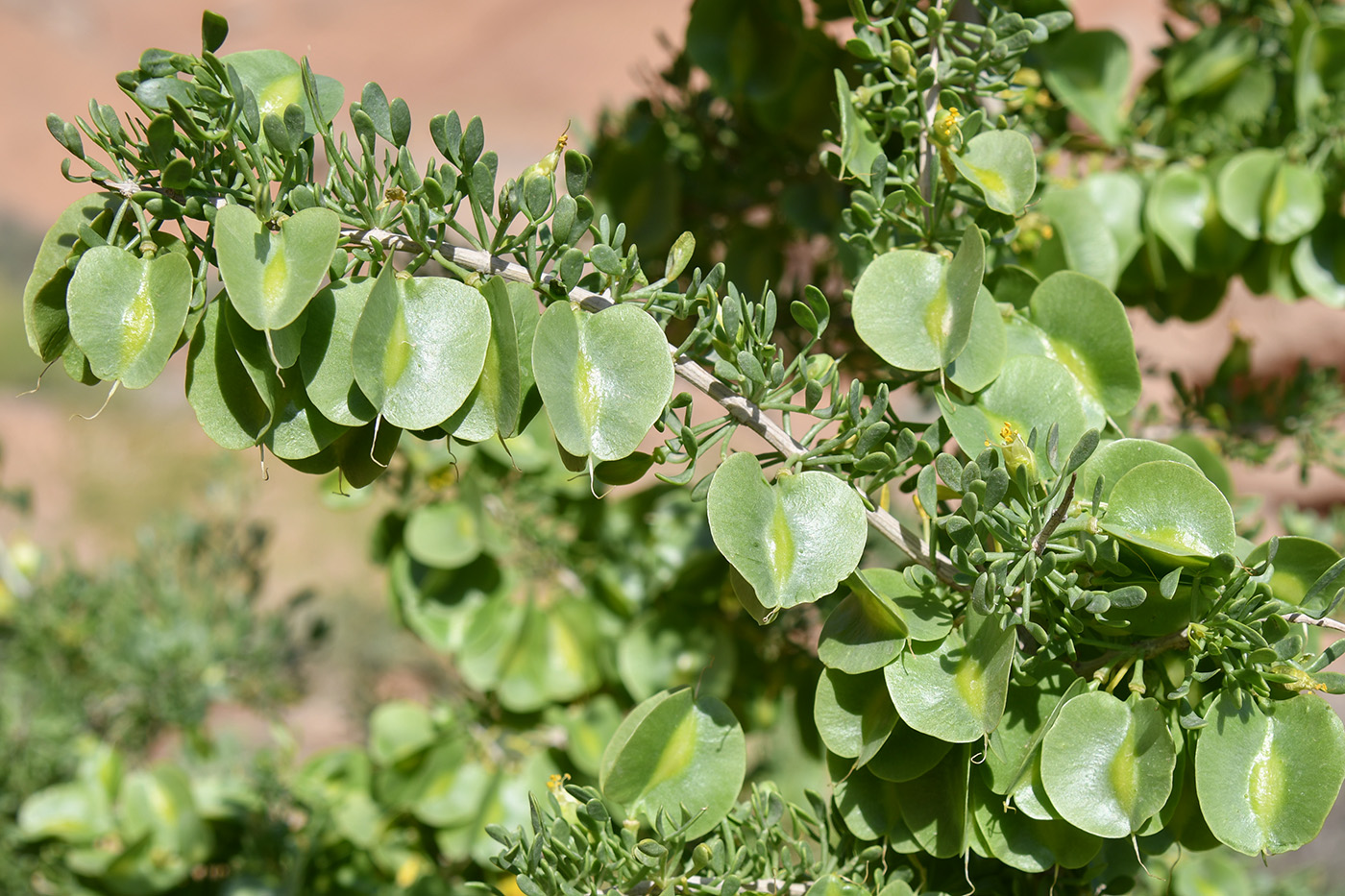Изображение особи Zygophyllum ferganense.
