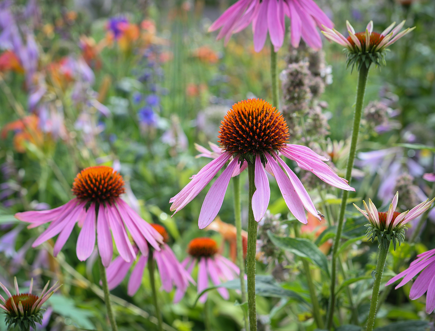 Image of Echinacea purpurea specimen.
