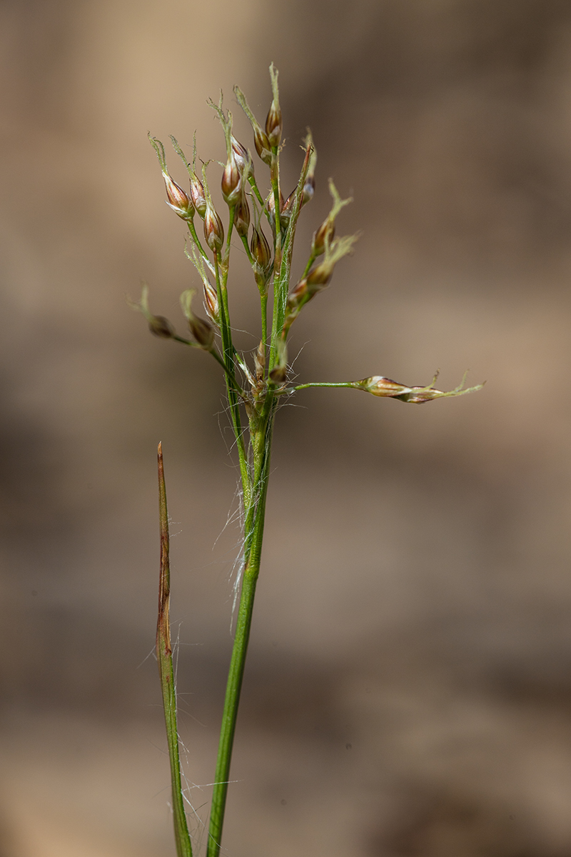 Image of Luzula forsteri specimen.