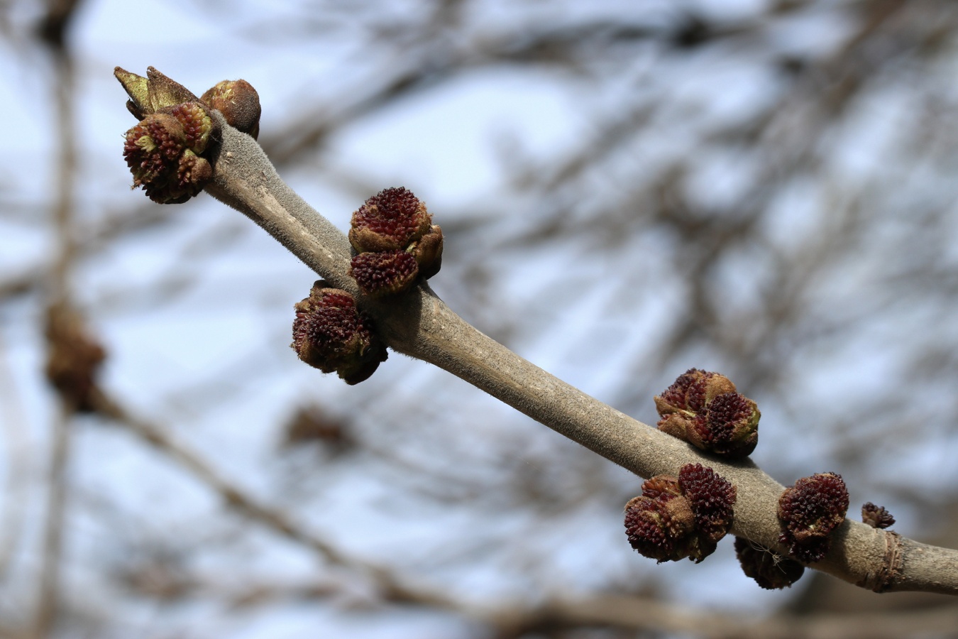Image of Fraxinus pennsylvanica specimen.