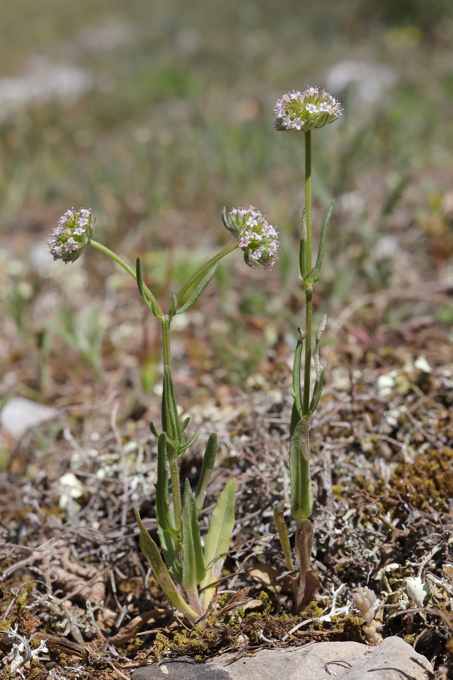 Image of Valerianella coronata specimen.