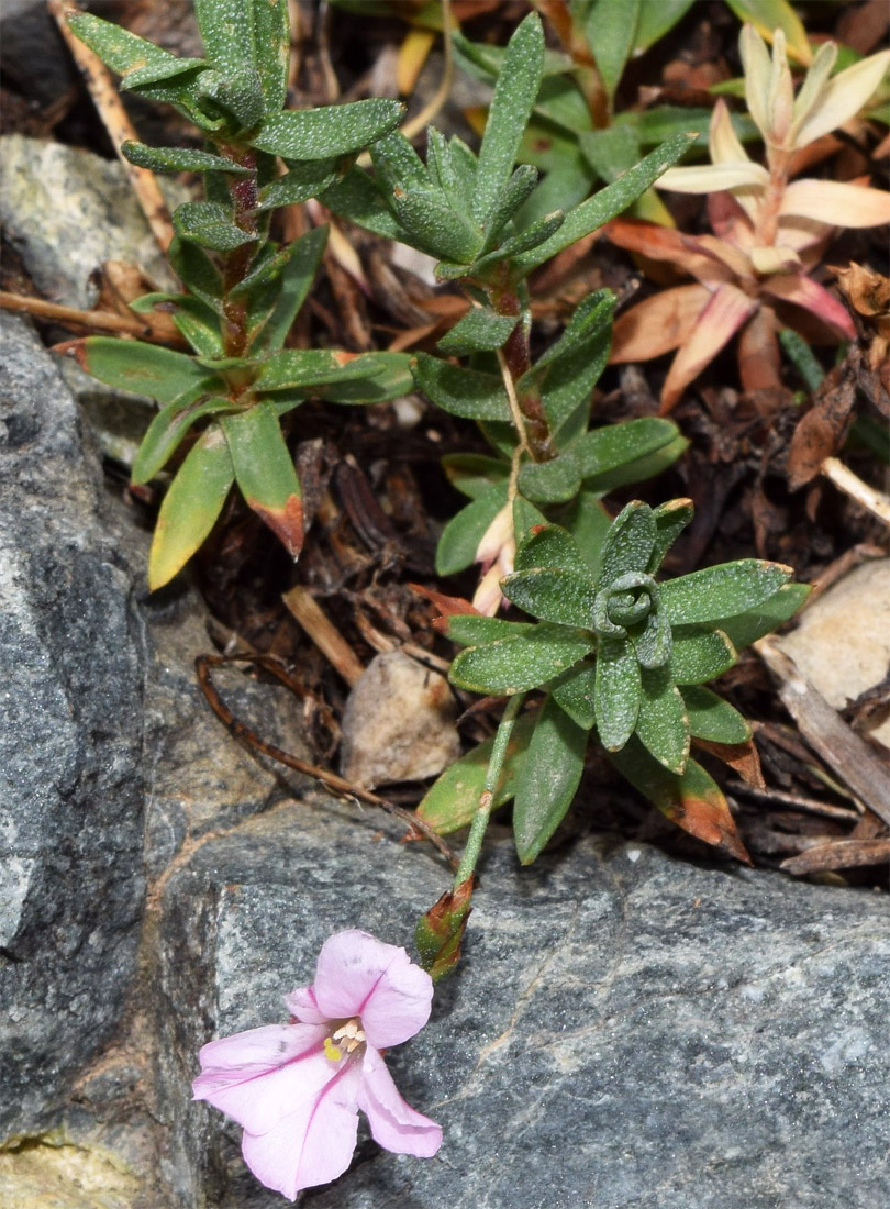Image of Acantholimon ekatherinae specimen.