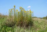 Solidago canadensis. Цветущие растения. Беларусь, Витебская обл., окр. пос. Езерище, выкашиваемый суходольный луг. 29.08.2024.