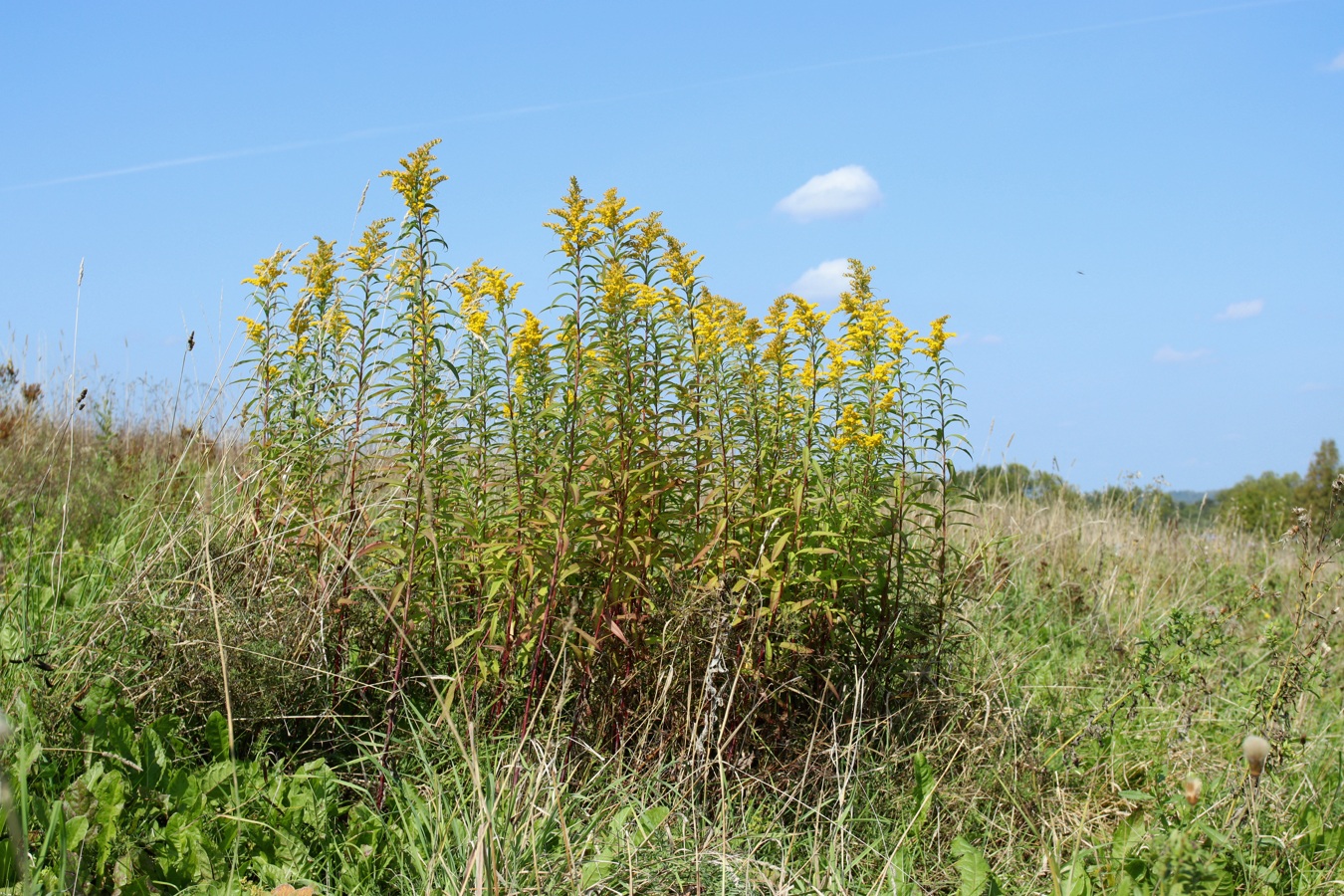 Изображение особи Solidago canadensis.